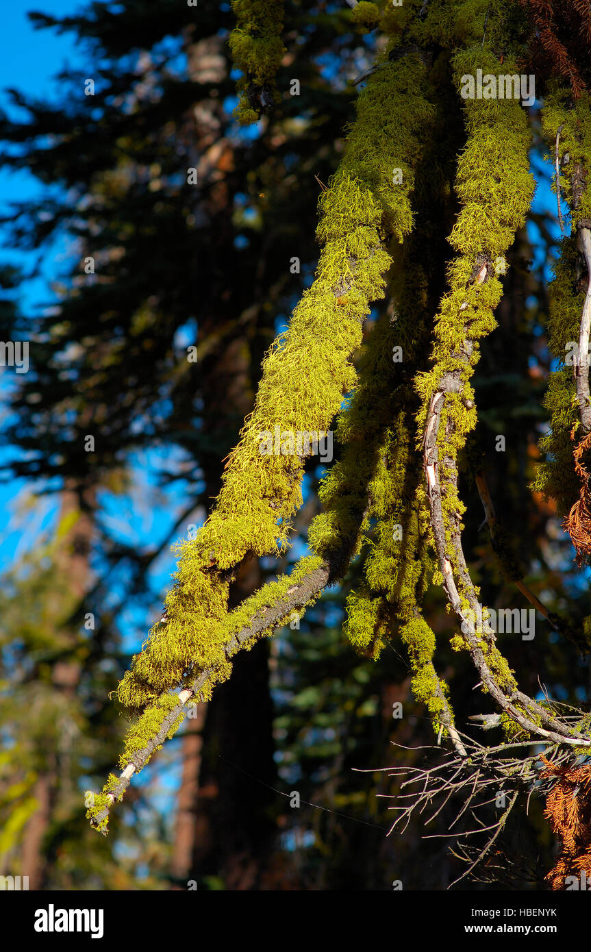 Lupo Lichen su Abete rosso, Letharia vulpina, Abies magnifica, Taft Point Trail e il Parco Nazionale di Yosemite Foto Stock
