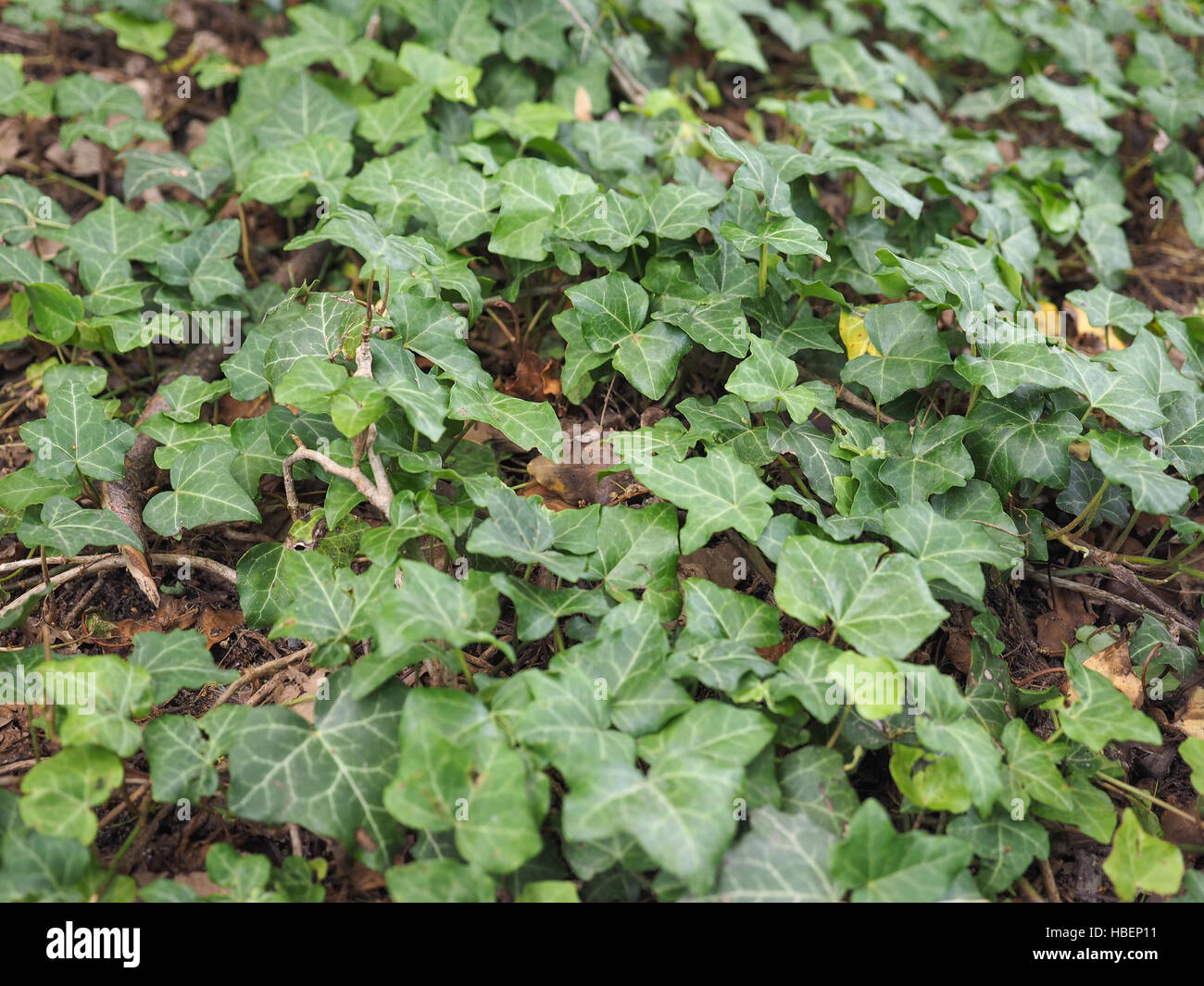 Ivy Hedera pianta Foto Stock