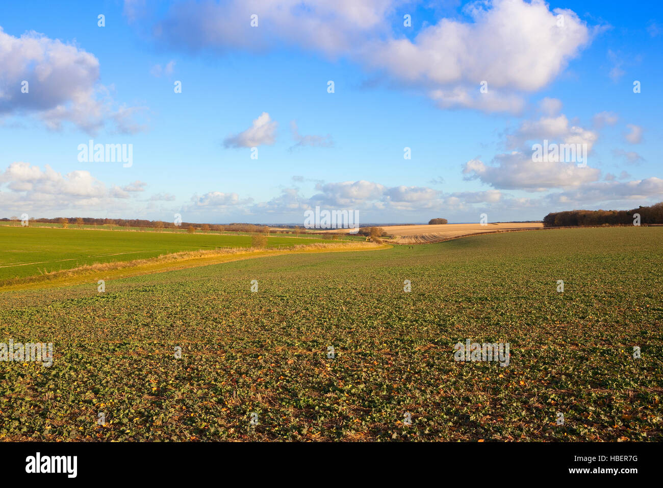 La Scenic ondulato paesaggio agricolo del Yorkshire wolds in autunno Foto Stock