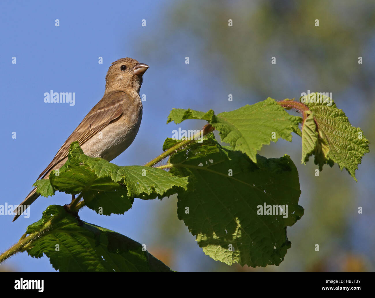 Giovane Rosefinch seduta in albero Foto Stock