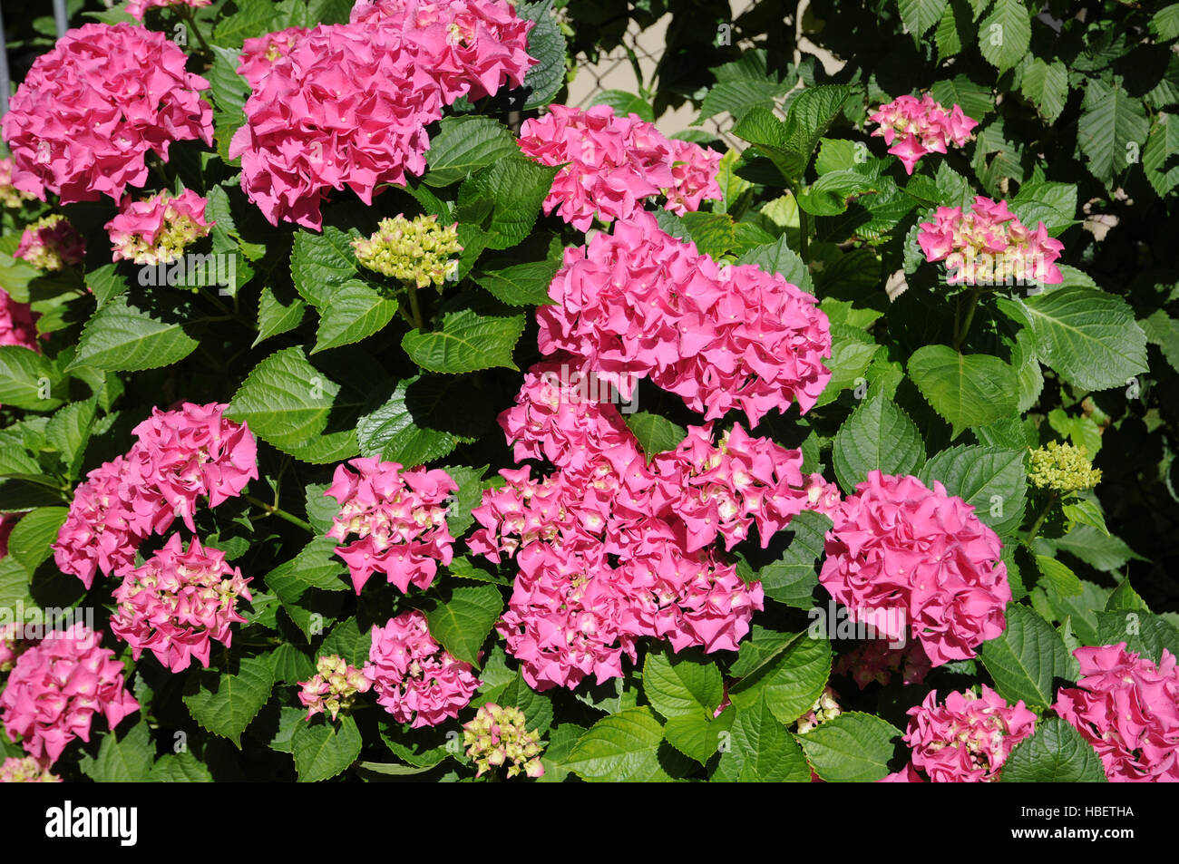 Hydrangea macrophylla, Hortensia Foto Stock
