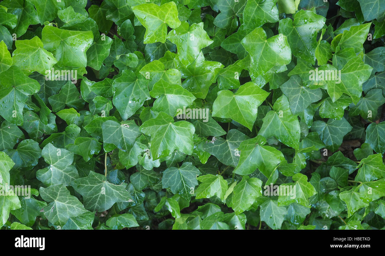 Ivy Hedera pianta Foto Stock