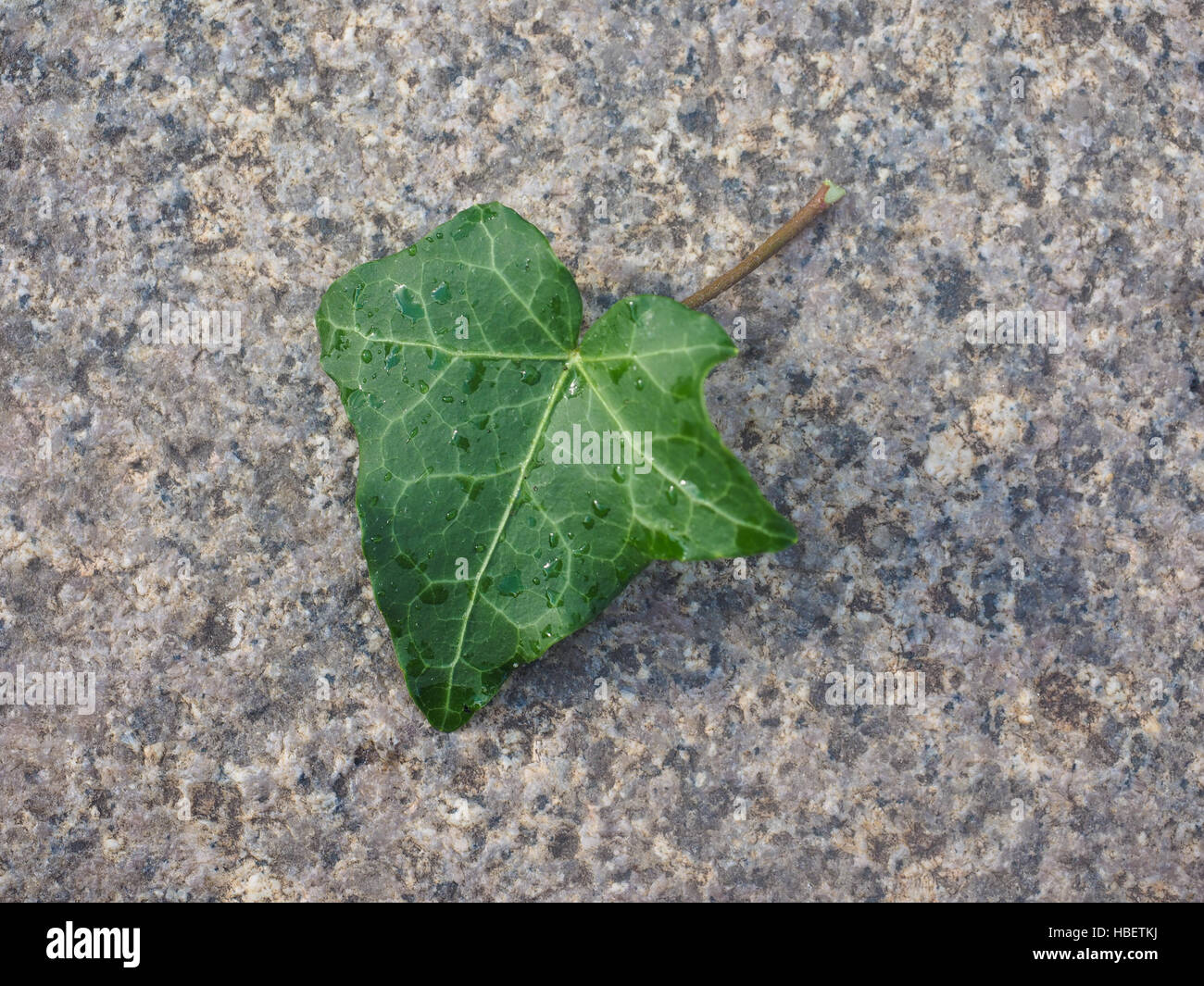 Ivy Hedera foglie di piante Foto Stock