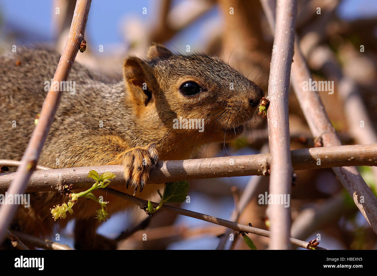 La massa della California scoiattolo molla Sniffing Bud, vicino ritratto, Descanso Gardens, la California del Sud Foto Stock