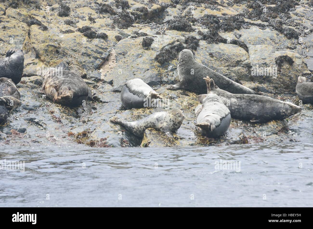 Piccolo gruppo di foche grigie sulle rocce Foto Stock