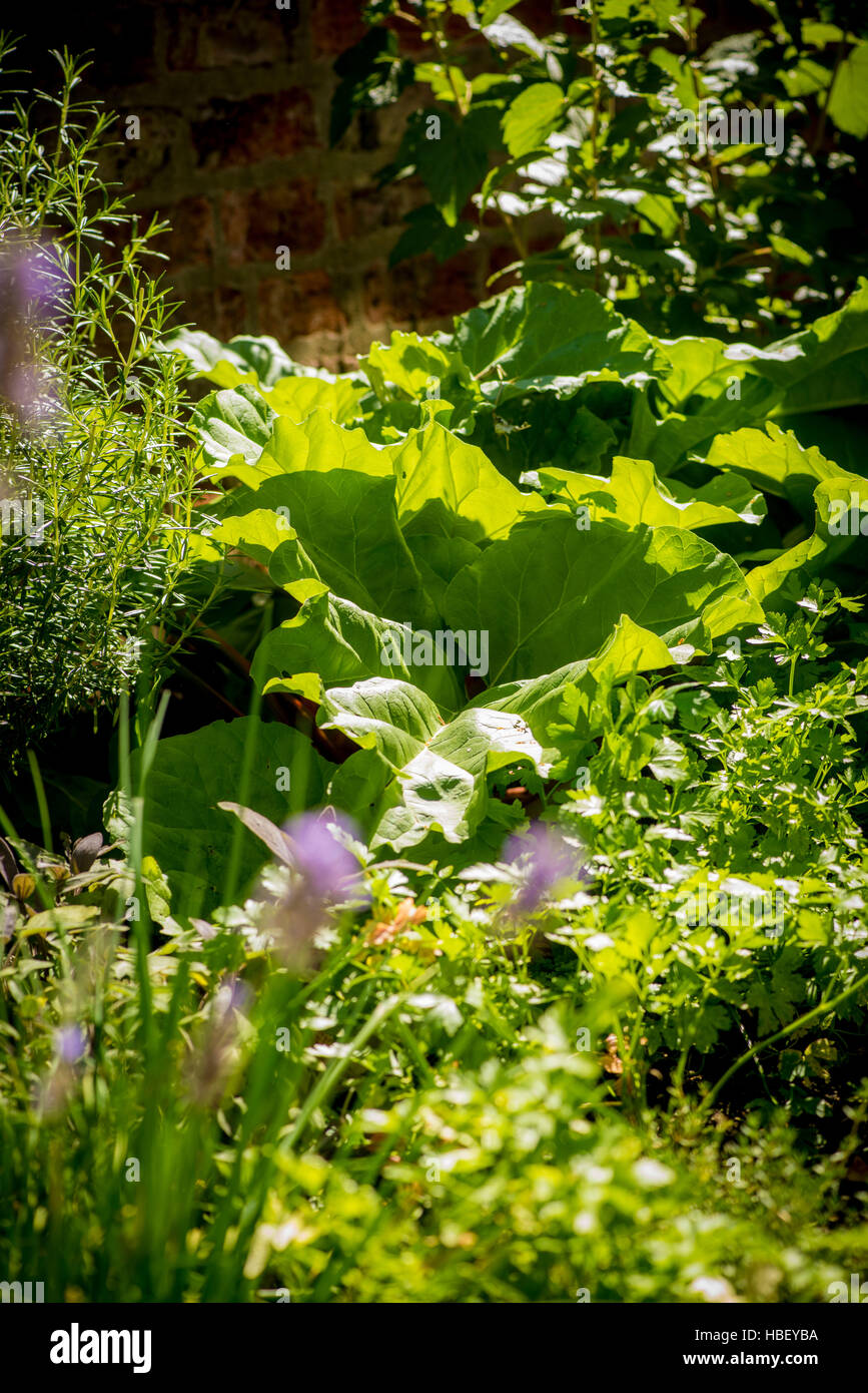 Il rabarbaro cresce in patch vegetale Foto Stock