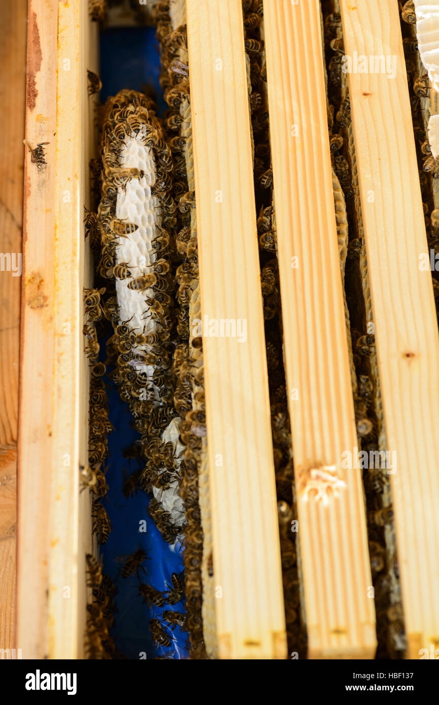 Vista su telai a nido d'ape di un alveare Foto Stock