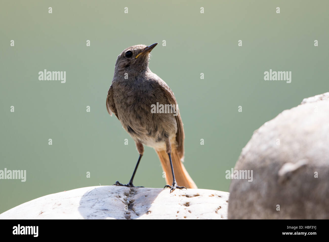 Codirosso spazzacamino Foto Stock