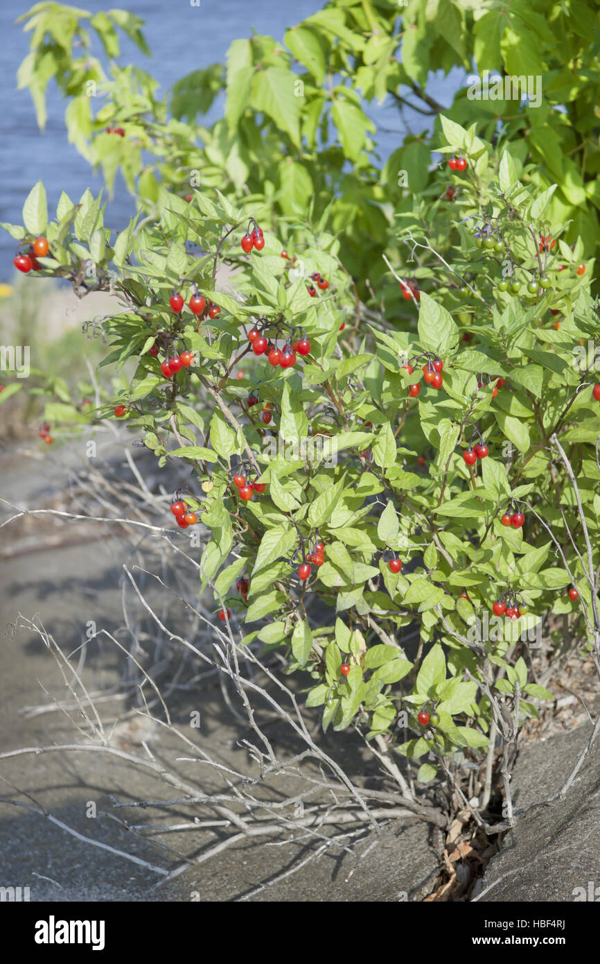 Nightshade bush con frutti di bosco Foto Stock
