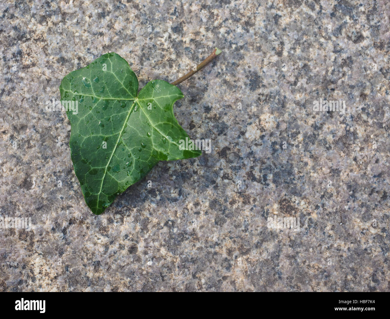 Ivy Hedera foglie di piante Foto Stock