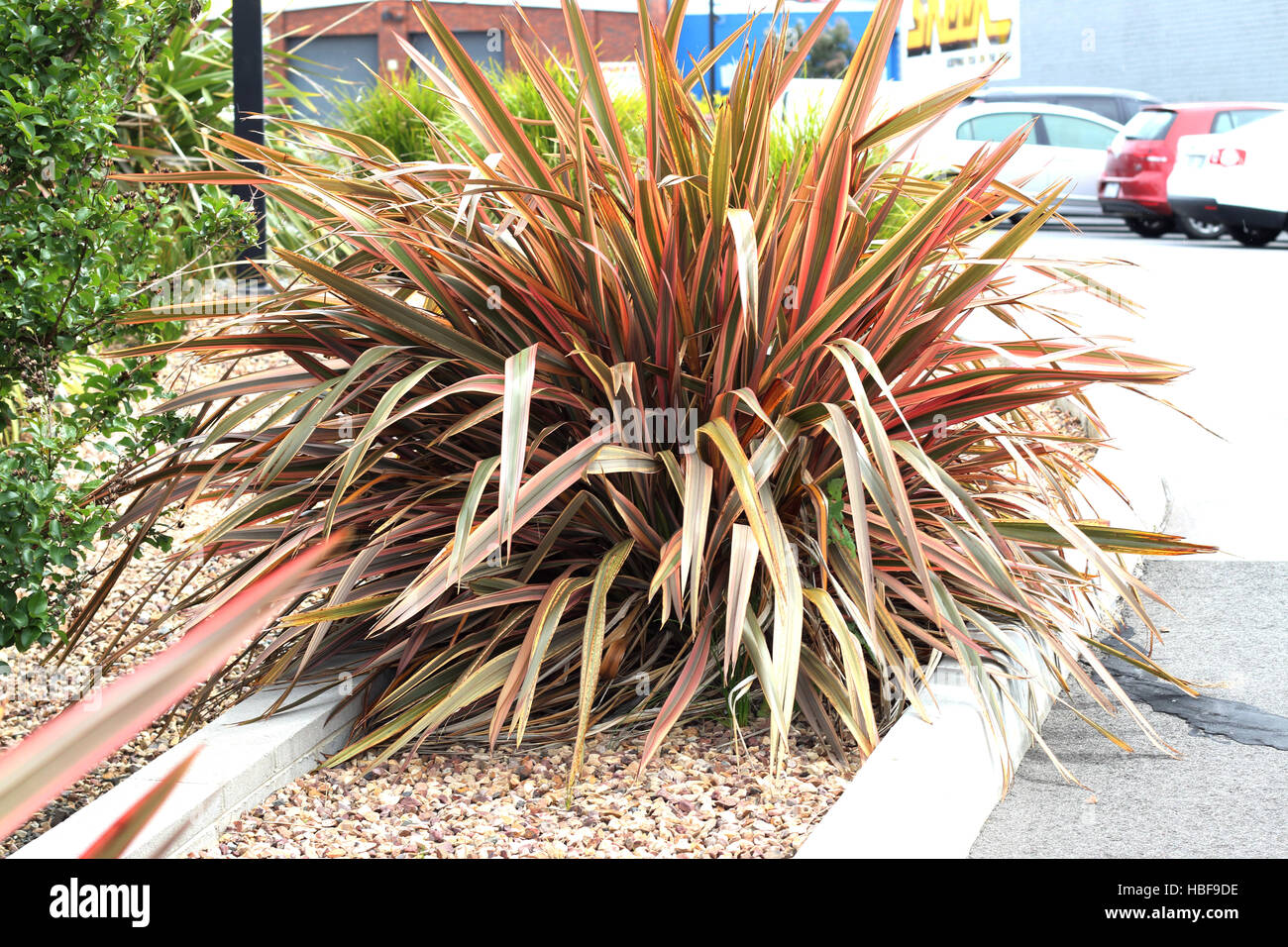 Cordyline australis "southern splendore' palma cavolfiore che mostra tutta la pianta abitudine, variegato rosa, rosso, arancio, marrone lascia Foto Stock