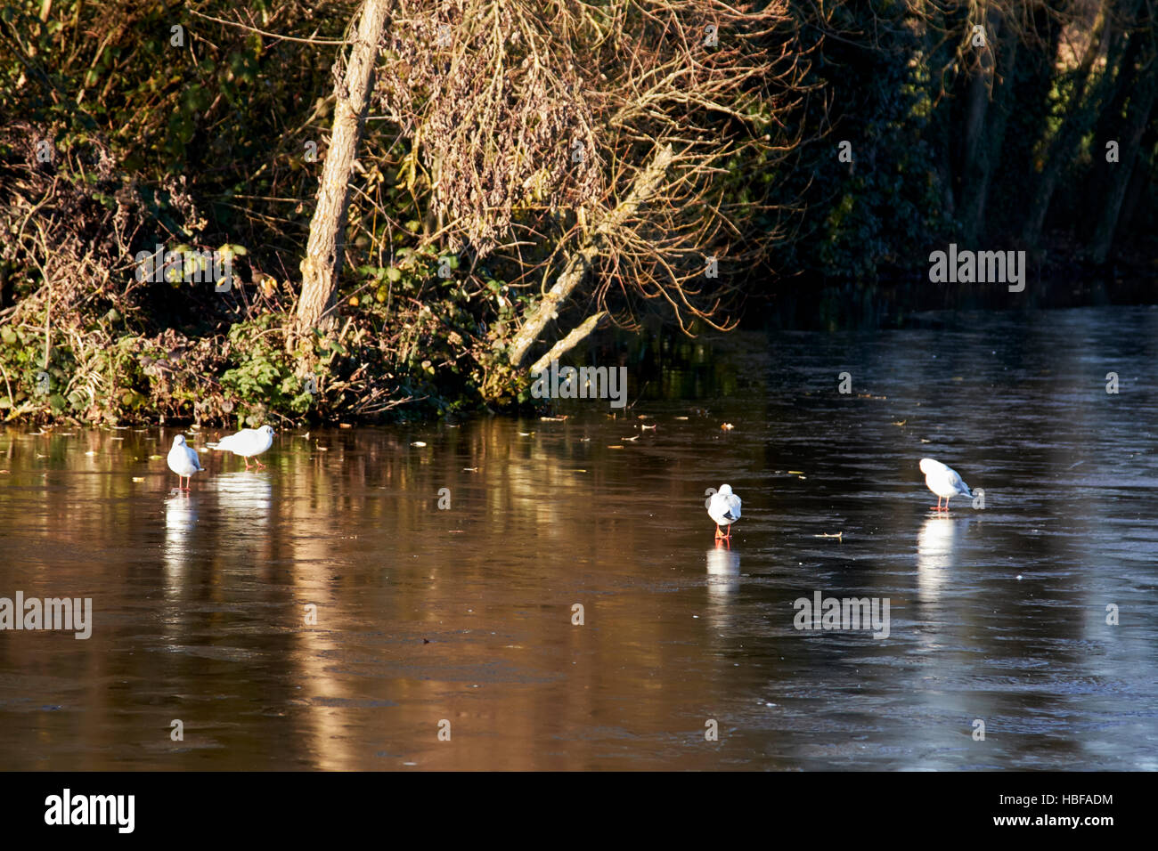 Gli uccelli camminando sul laghetto congelato stagno su un freddo inverno mattina nel Regno Unito Foto Stock