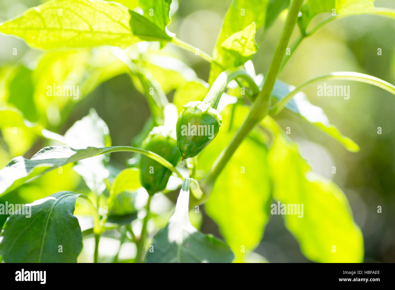 I giovani di peperoni verdi sulla azienda sotto un sole luminoso Foto Stock