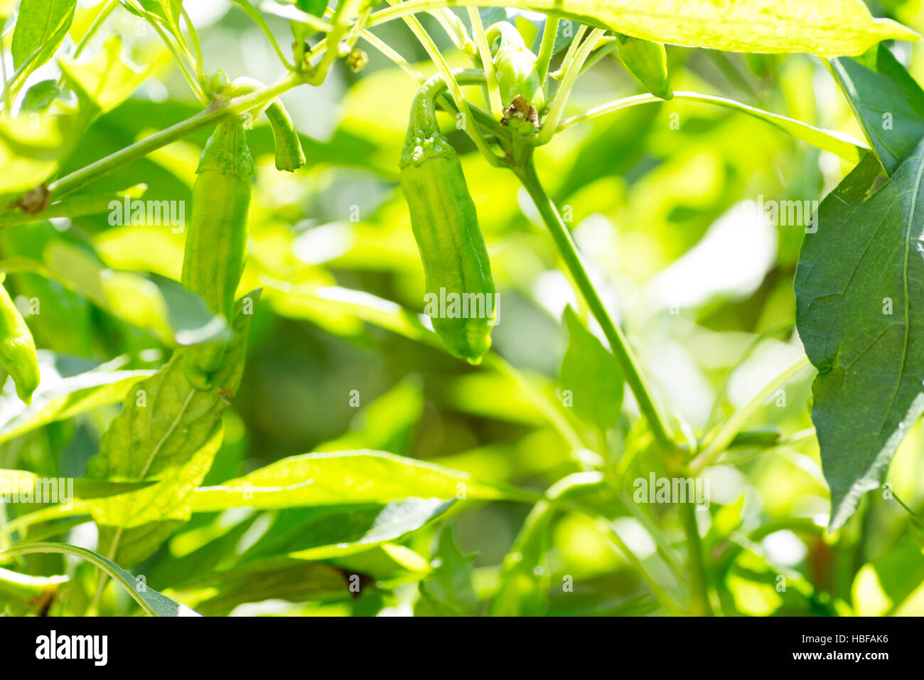 Giapponese di peperoni verdi chiamato shishito sull azienda sotto un sole luminoso Foto Stock