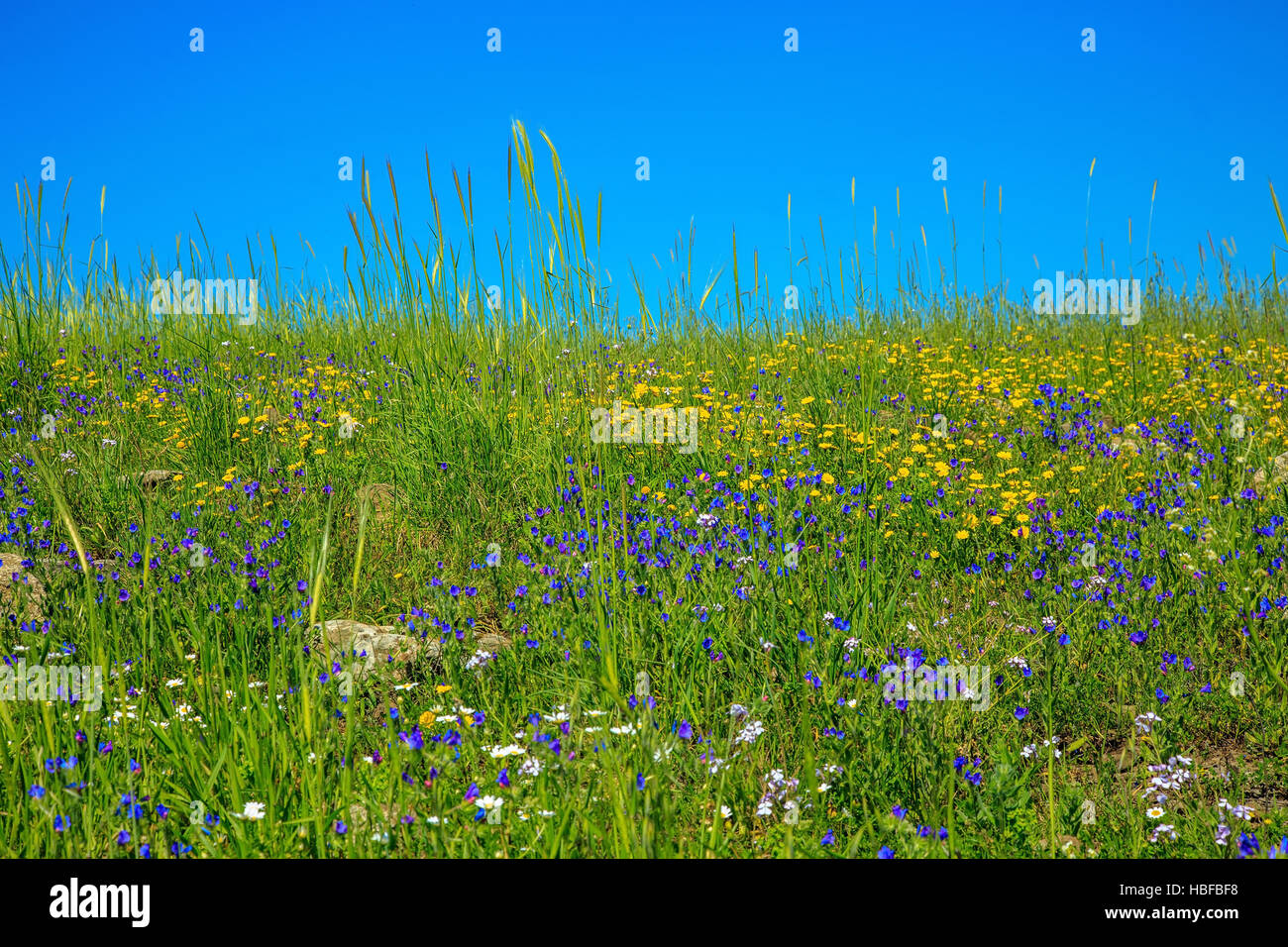 Dolce tappeto di fiori selvatici Foto Stock