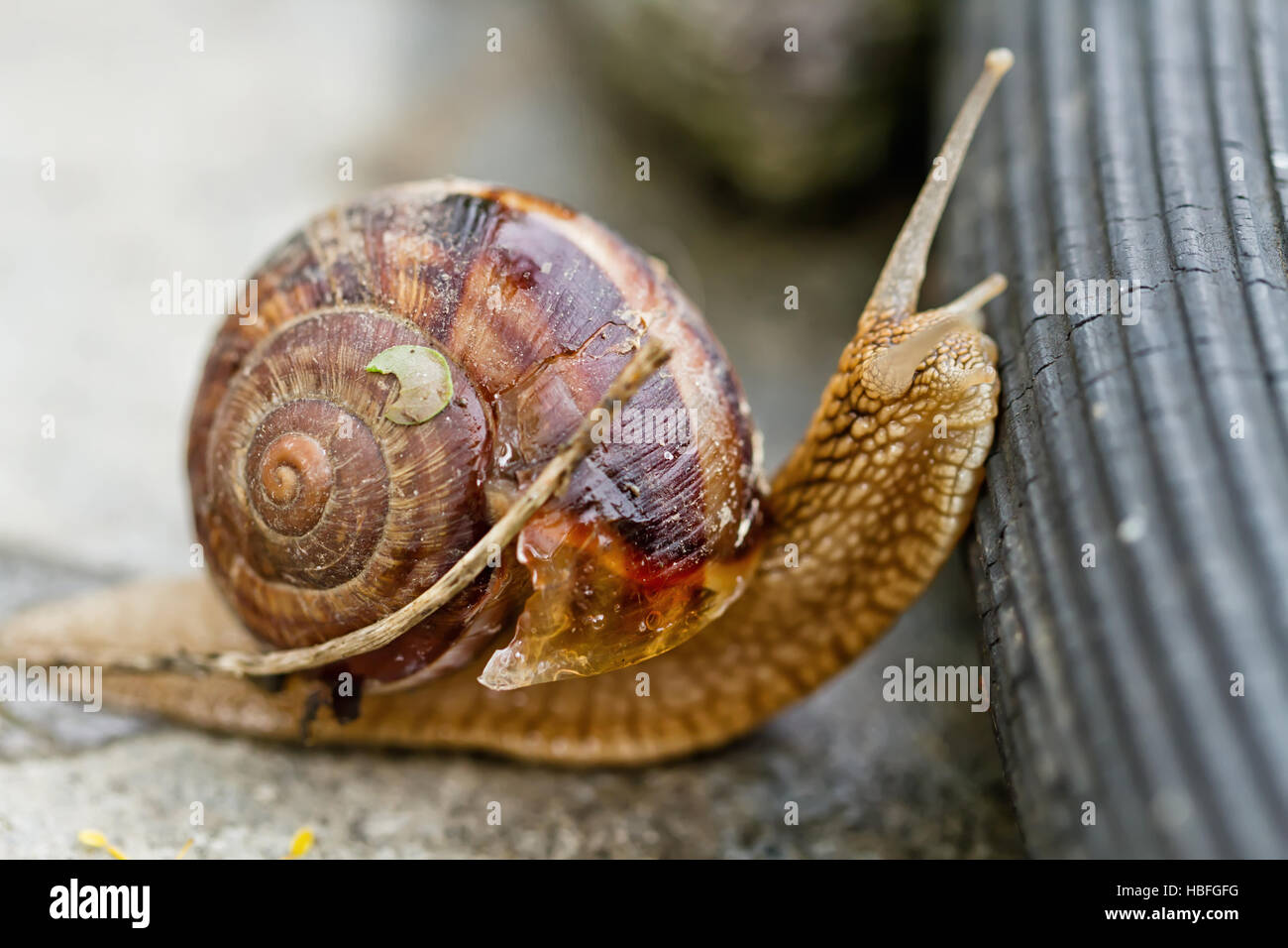 Grande lumaca di uva supera gli ostacoli Foto Stock