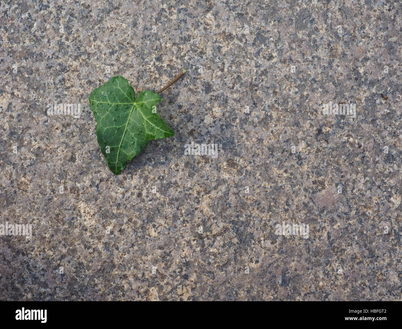 Ivy Hedera foglie di piante Foto Stock