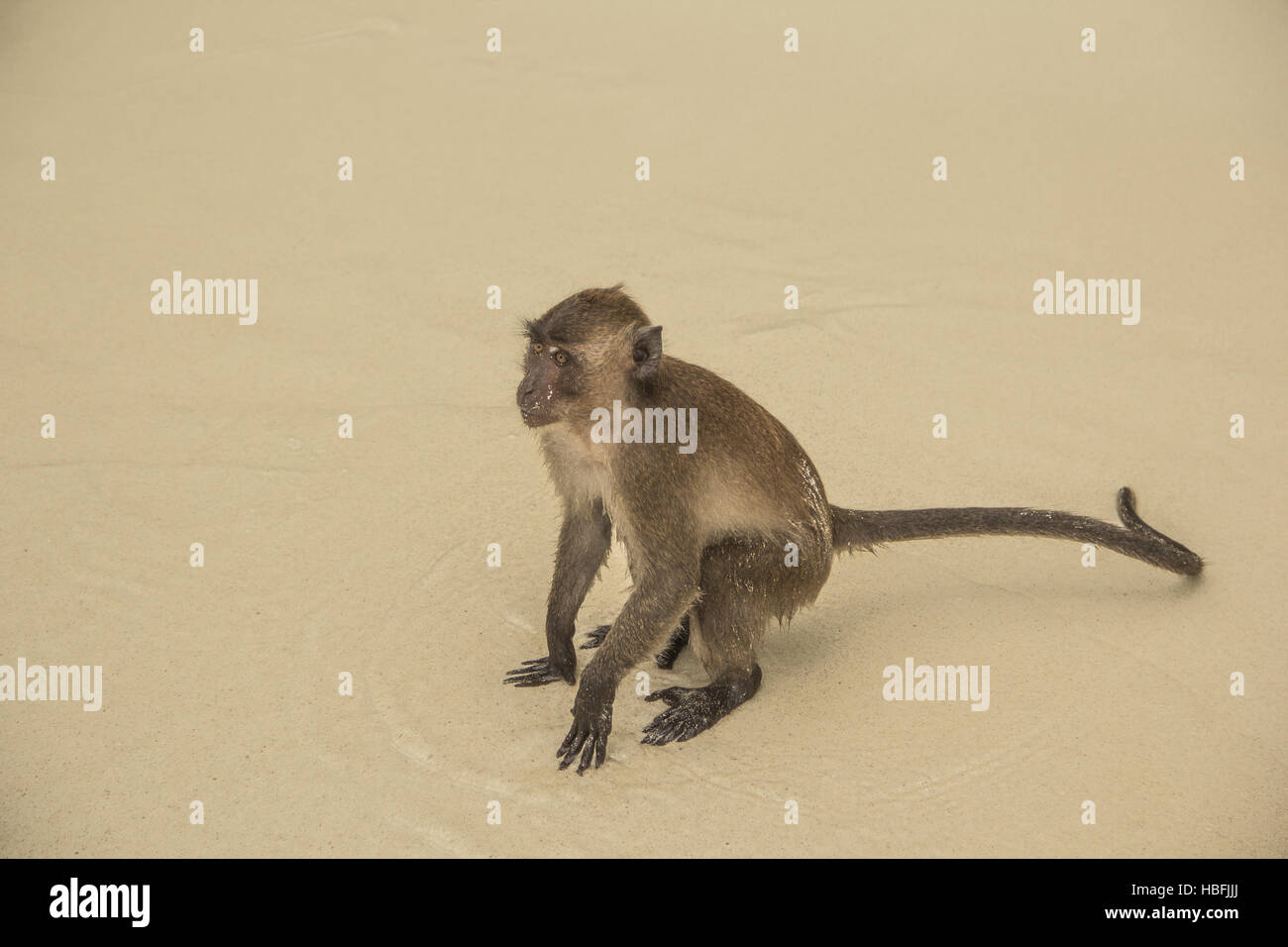 Monkey sulla spiaggia in Asia Foto Stock