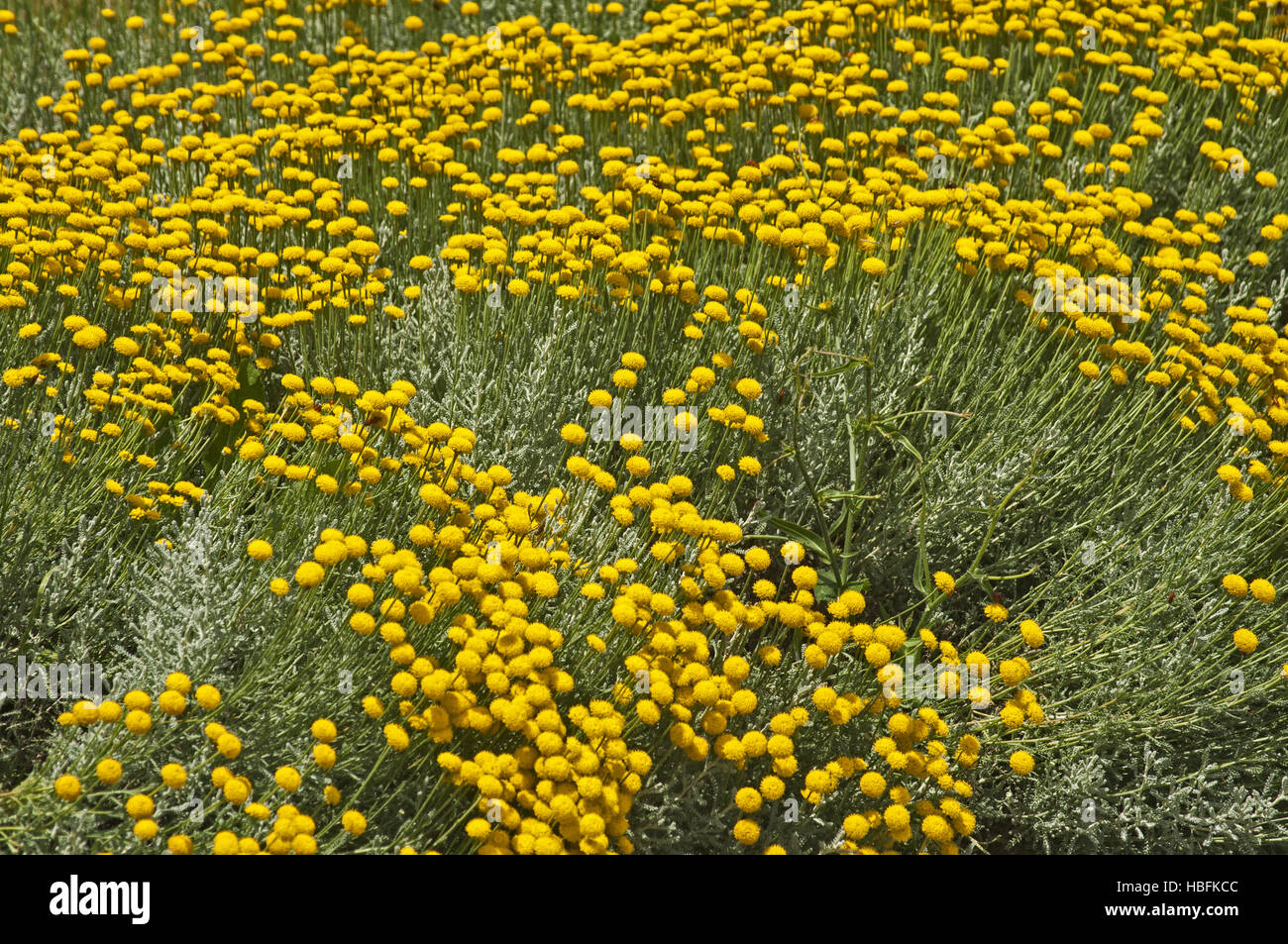 Aiuola di tall fiori gialli Foto Stock