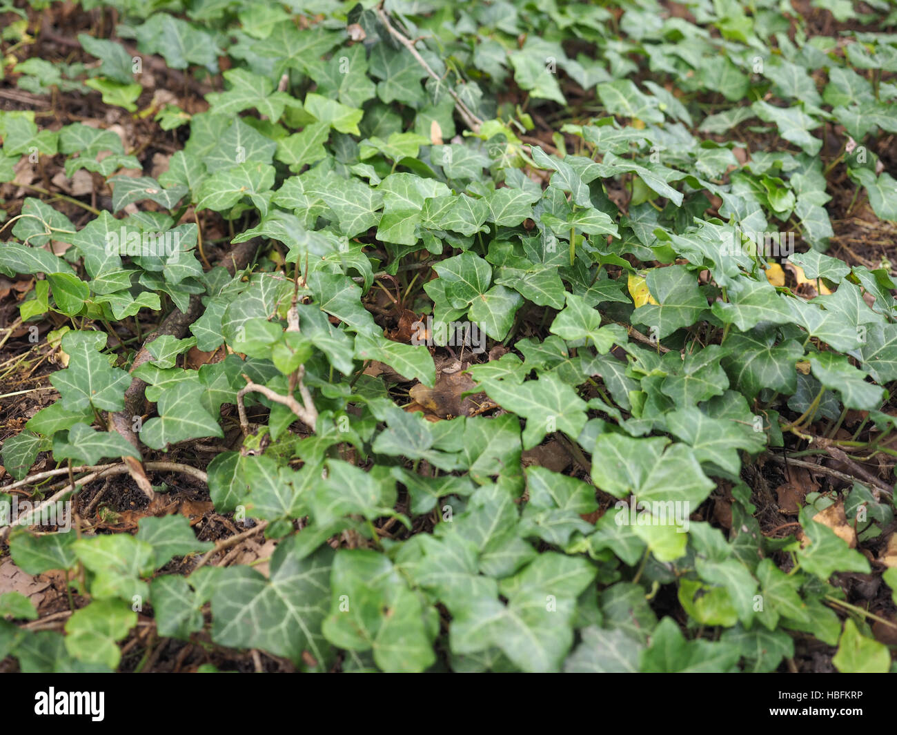 Ivy Hedera pianta Foto Stock