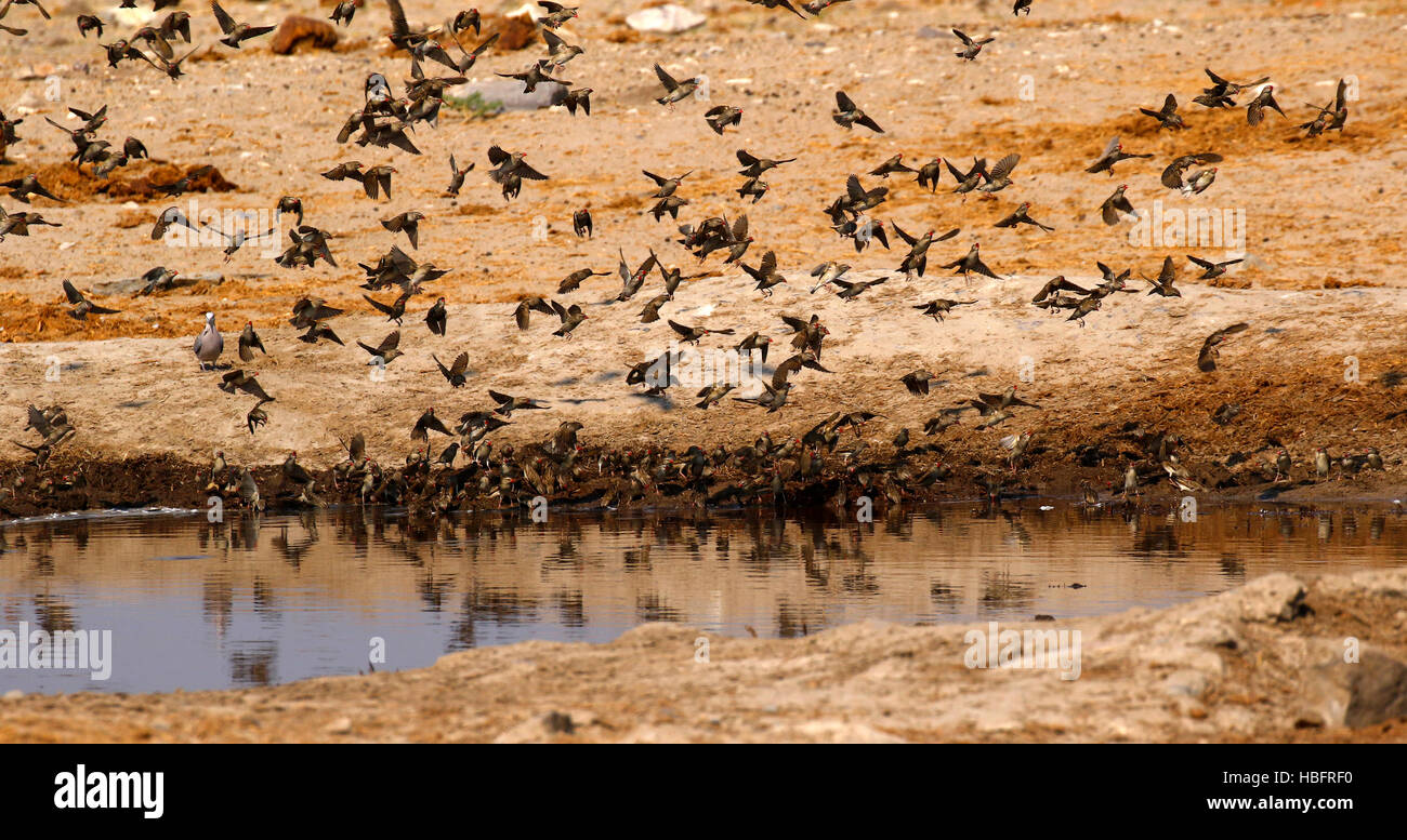 Un enorme stormo di uccelli, colombe & sabbia Grouse volare nel bere in corrispondenza di un foro per l'acqua di sera Savuti Botswana Africa Foto Stock
