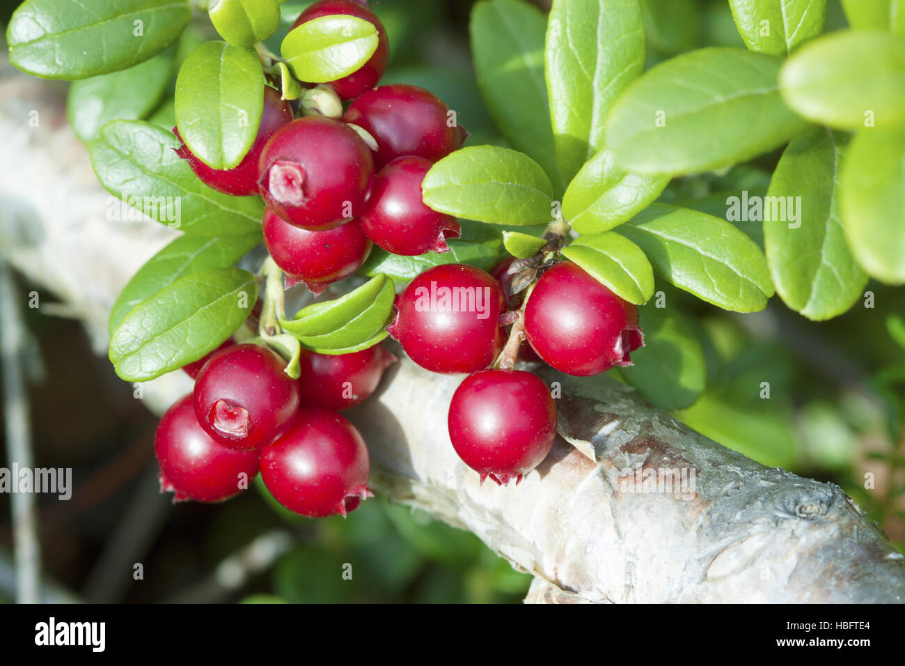 Lingonberry (Vaccinium vitis-idaea) Foto Stock
