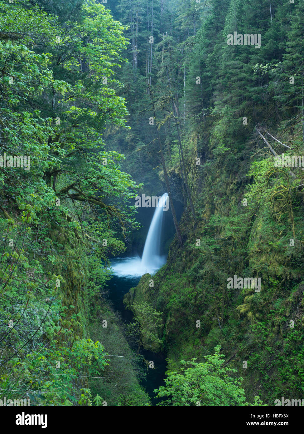 La bellissima metlako scende lungo la eagle creek trail in Columbia Gorge Foto Stock