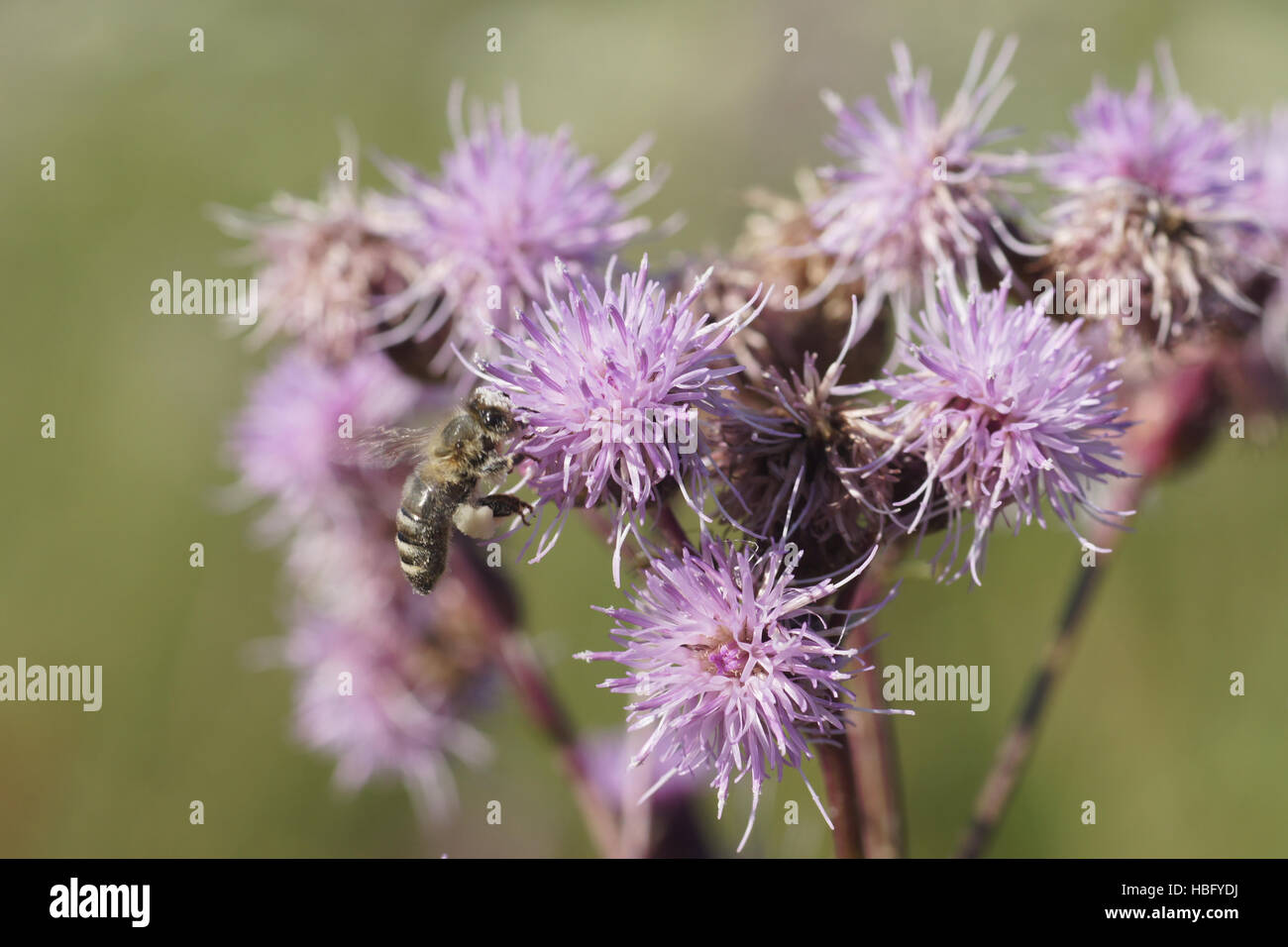 Cirsium arvense, Spear thistle, con bee Foto Stock