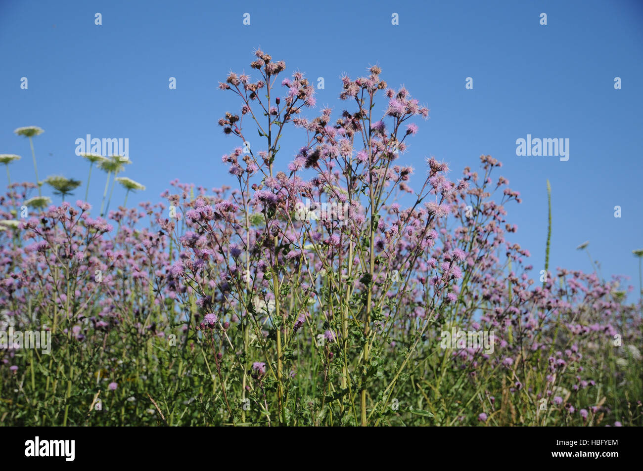 Cirsium arvense, Spear thistle Foto Stock