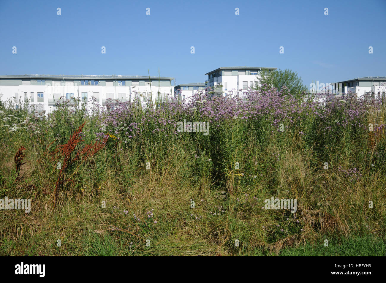 Cirsium arvense, Spear thistle Foto Stock