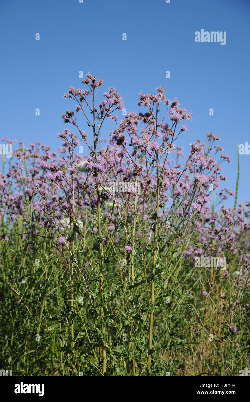 Cirsium arvense, Spear thistle Foto Stock