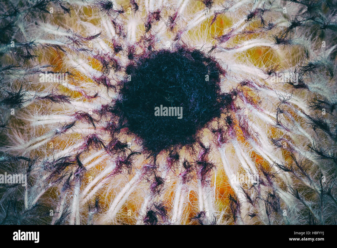Arte digitale - King Protea fiore Foto Stock
