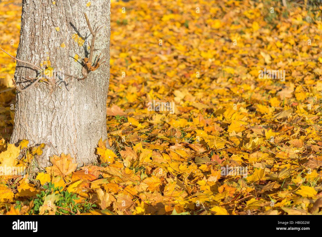 Giallo autunno foglie sotto un albero Foto Stock