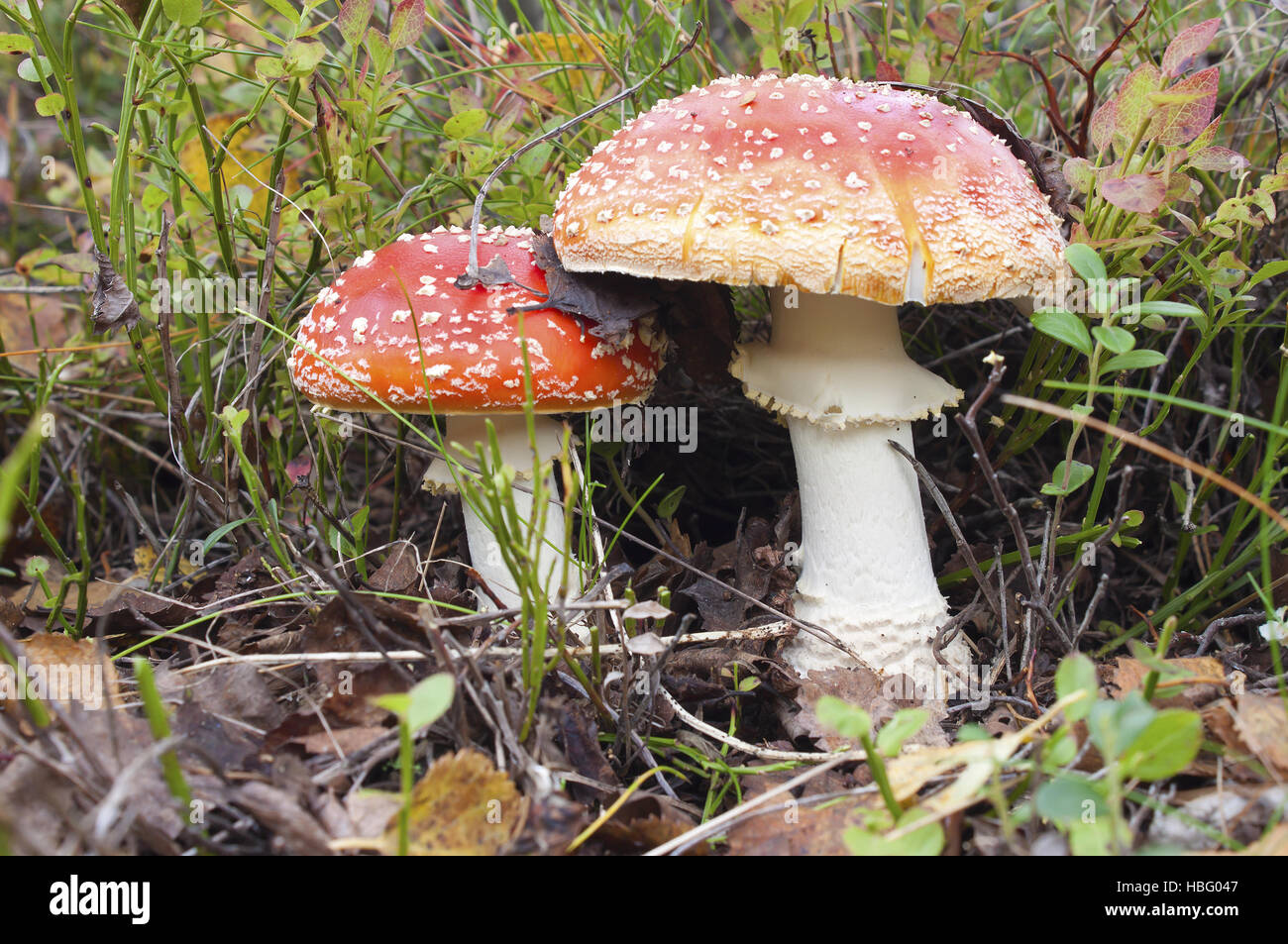 Due belle fly agarics (amanita muscaria) Foto Stock