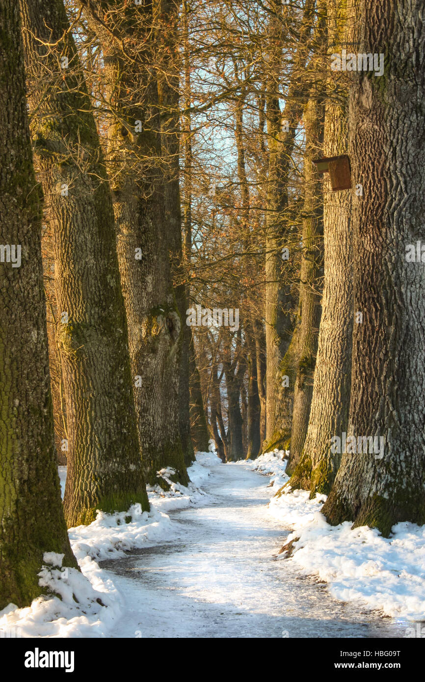 Beech avenue in Germania - inverno Foto Stock