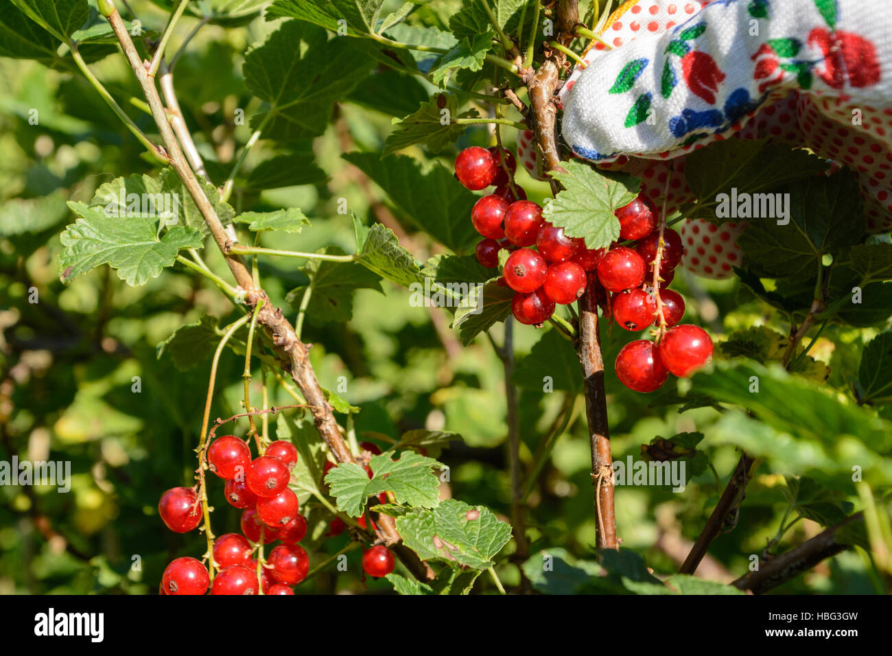 Ribes rosso sono raccolti - Primo Piano Foto Stock