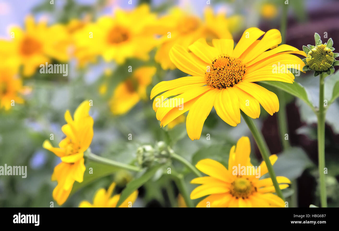 Grande fiore bellissimo con petali gialli. Foto Stock