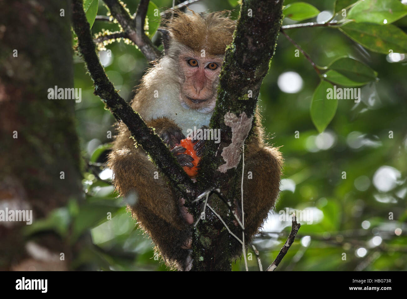 Toque macaque (Macaca sinica) seduta nella struttura ad albero, mangiare, precipitazioni, Sinharaja foresta pluviale del Parco Nazionale, Sri Lanka Foto Stock