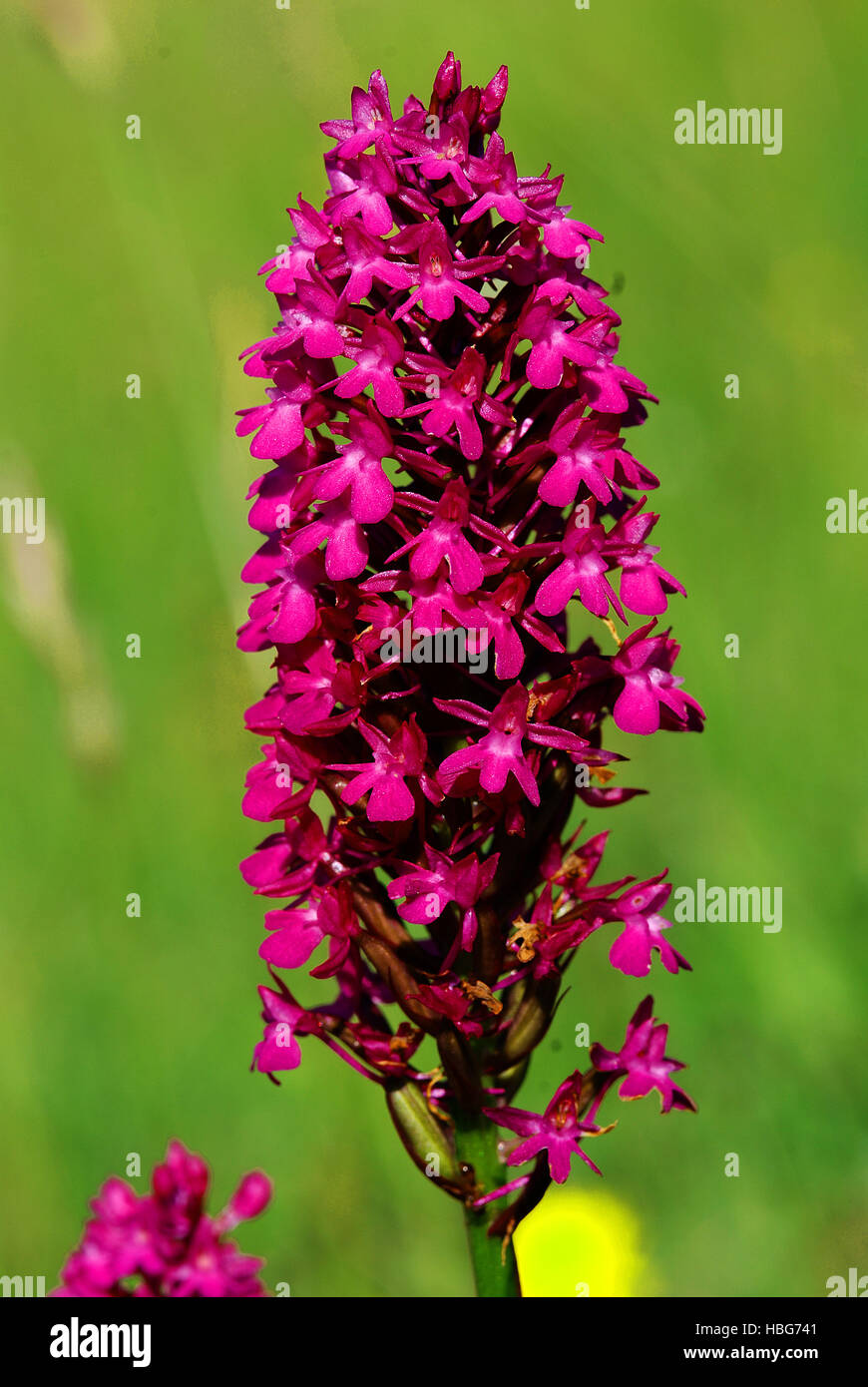 Orchide, orchidea, Foto Stock