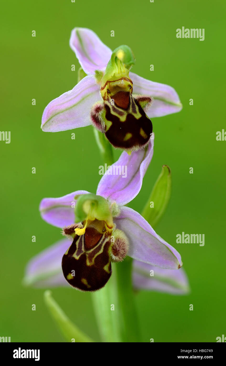 Orchid, bee orchid, Ophrys apifera Foto Stock