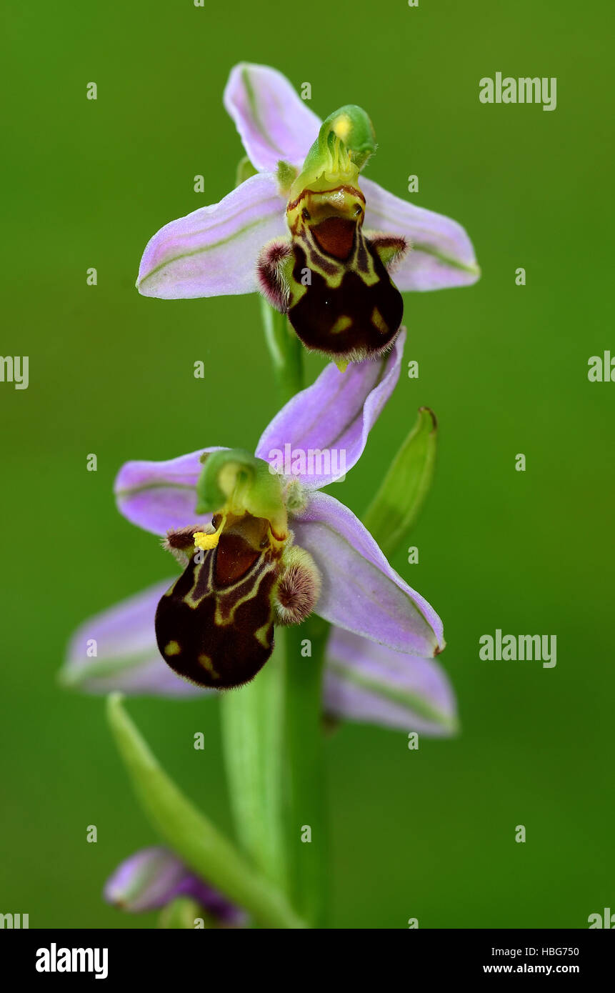 Orchid, bee orchid, Ophrys apifera Foto Stock