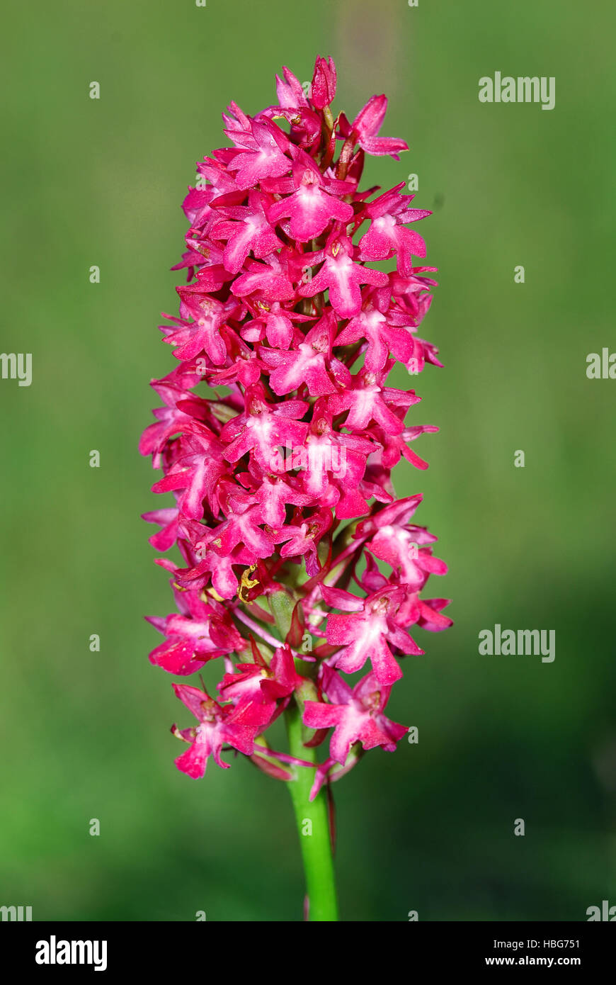 Orchide, orchidea, Foto Stock