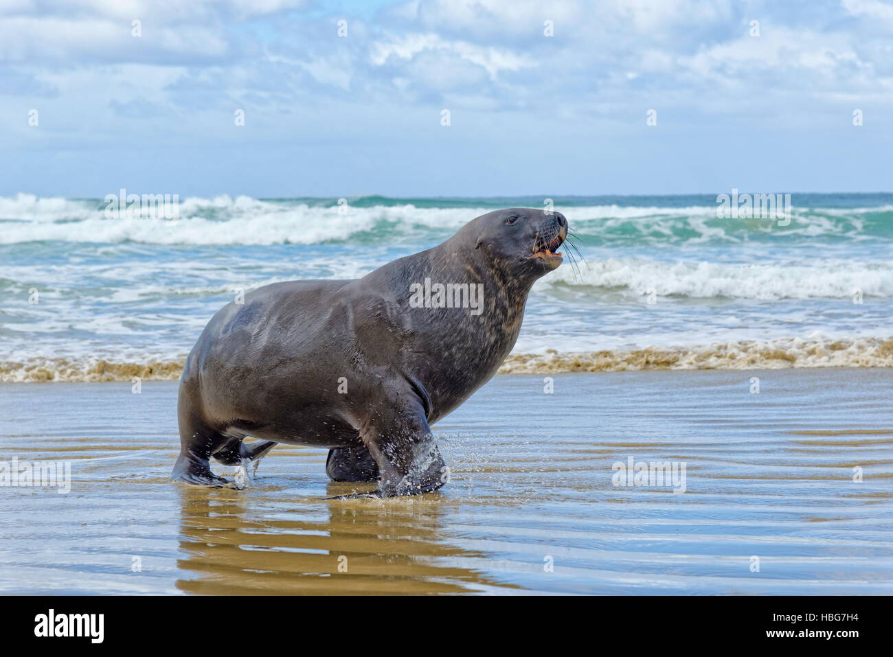 Nuova Zelanda Sea Lion, anche Hooker's sea lion o whakahao (Phocarctos hookeri), Bull proveniente dal mare, spiaggia Cannibale, New Haven Foto Stock