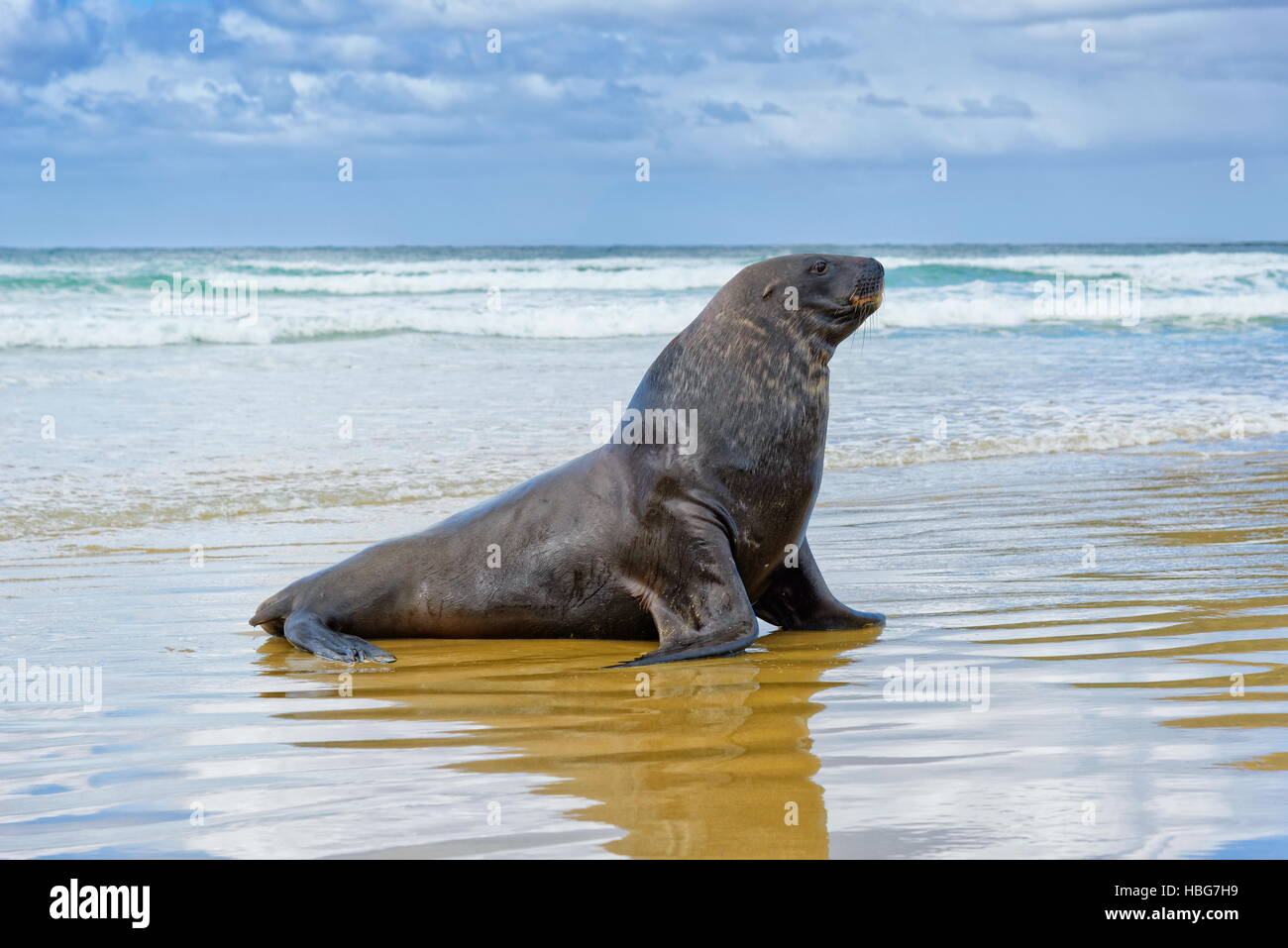 Nuova Zelanda Sea Lion, anche Hooker's sea lion o whakahao (Phocarctos hookeri), bull sul cannibale Beach, New Haven, il Catlins Foto Stock