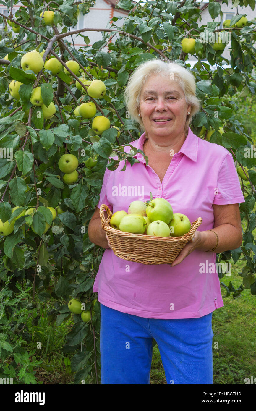 Donna felice raccogliendo mele in giardino Foto Stock