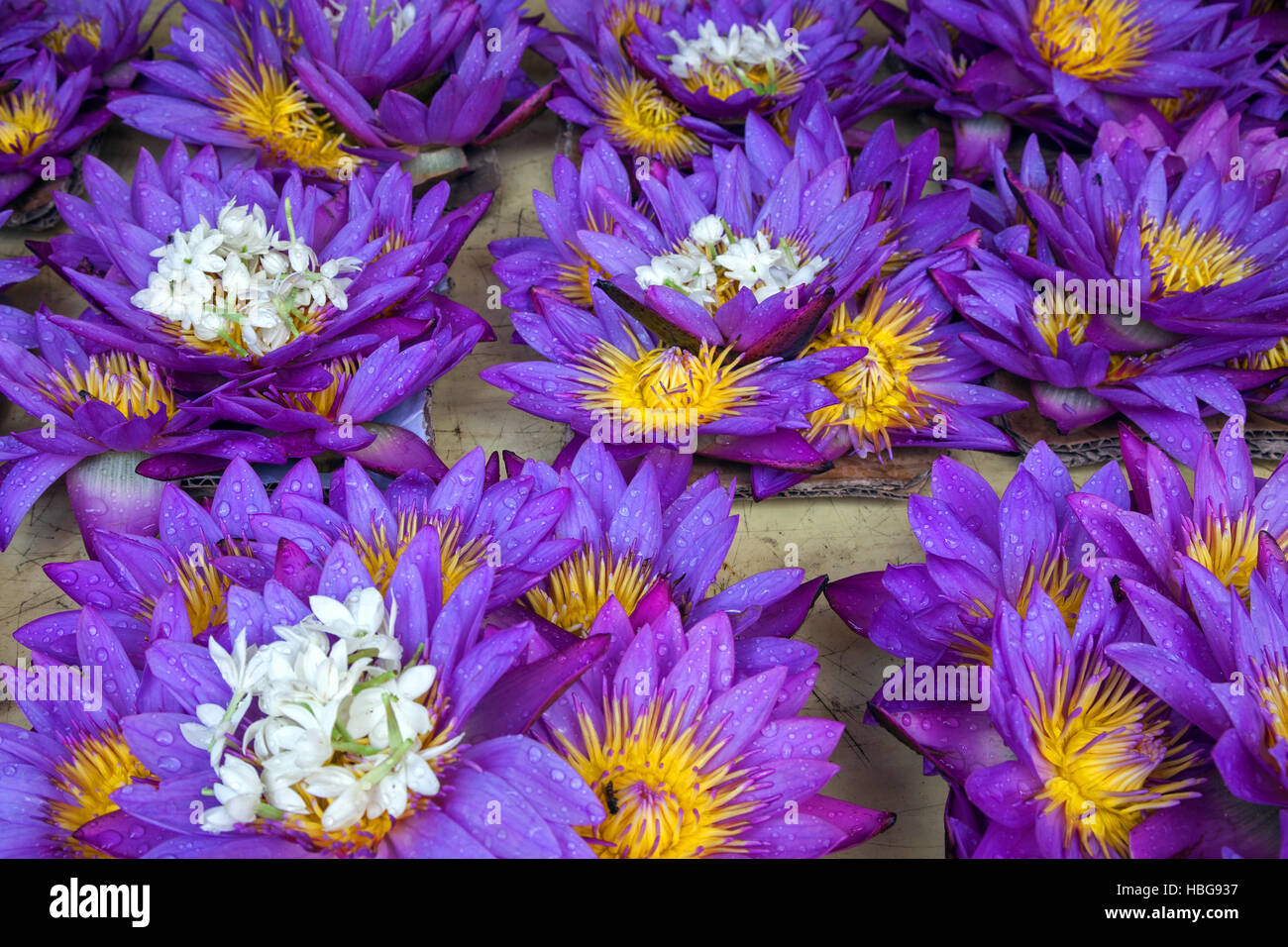 Blue Lotus (Nymphaea caerulea), per la vendita come offerte, Kandy, provincia centrale, Sri Lanka Foto Stock