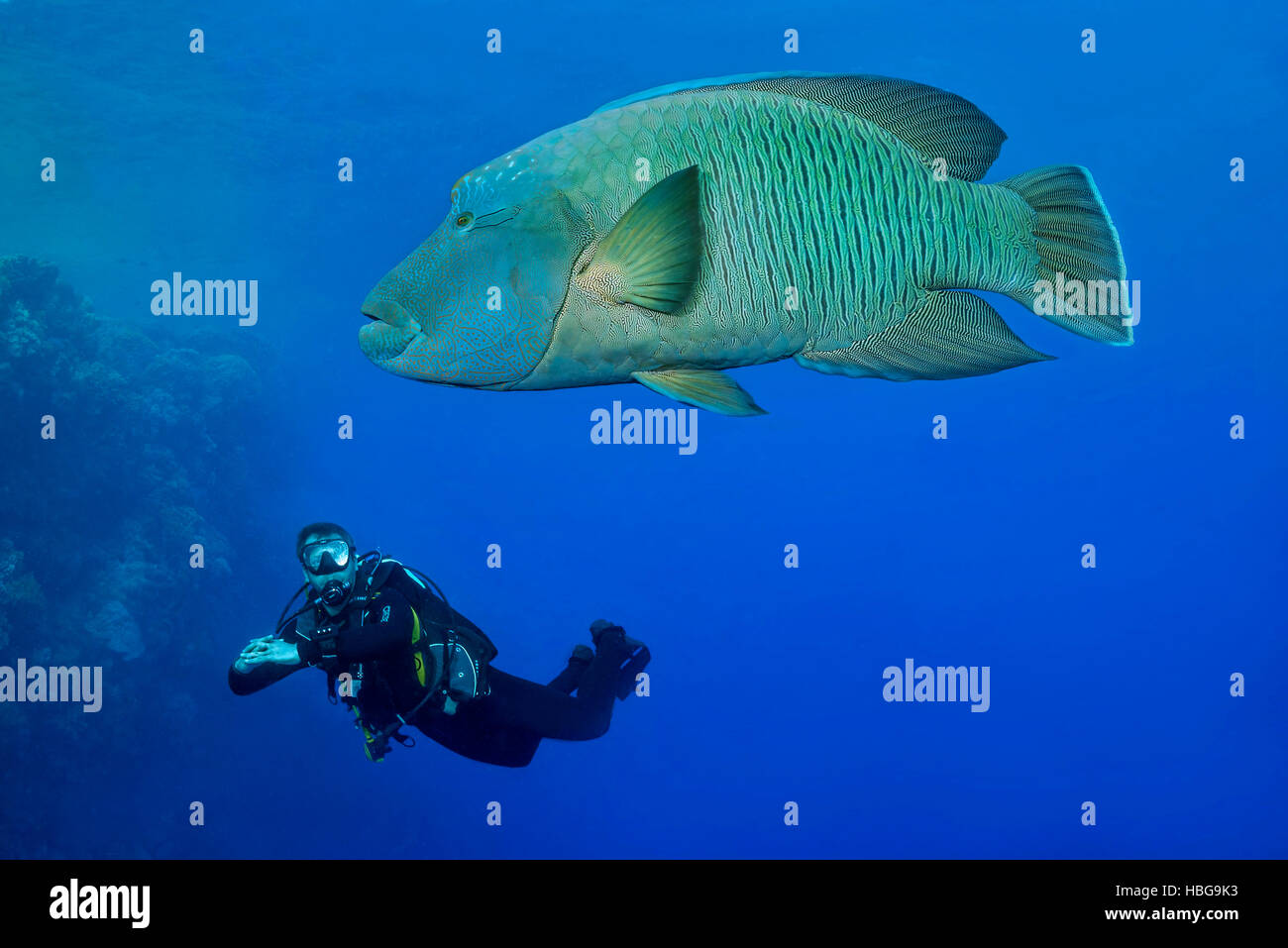 Napoleone pesce con subacqueo, Humphead wrasse (Cheilinus undulatus), Mar Rosso, Egitto Foto Stock