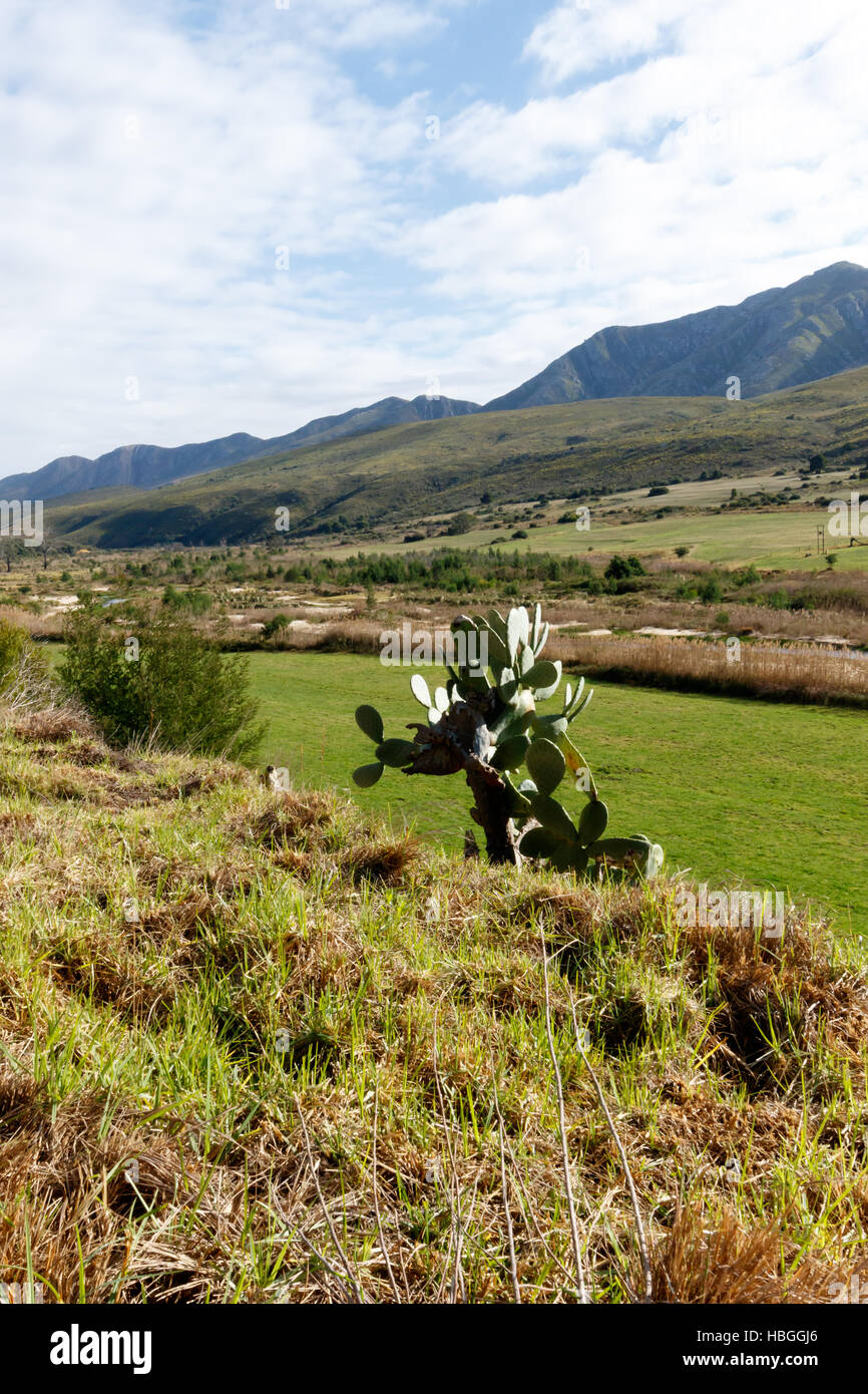 Spina verde paesaggio in Kareedouw Foto Stock