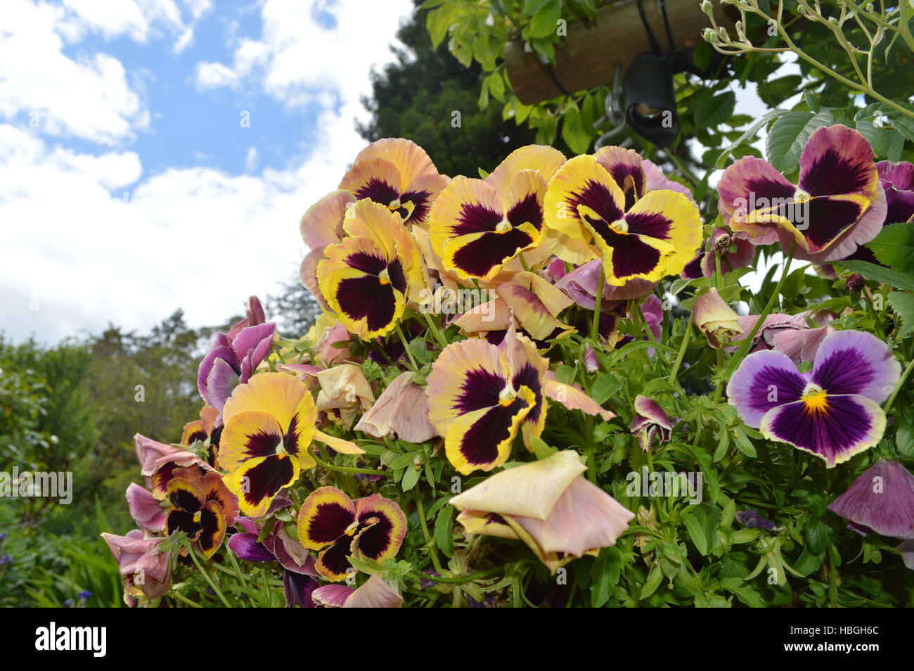 Giardini di fiori in Victoria, BC Foto Stock