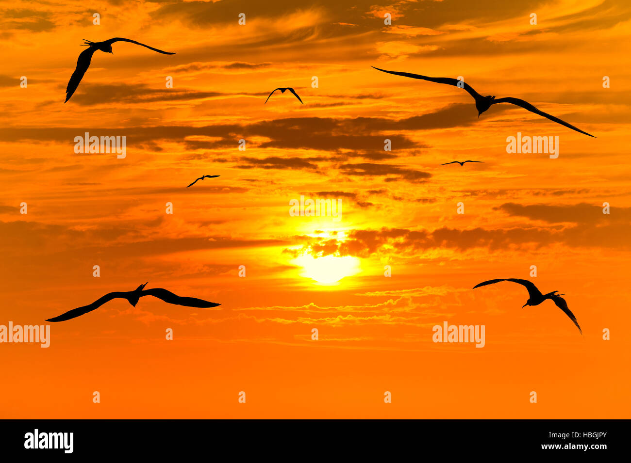 Tramonto uccelli sagome volanti è stormo di uccelli in volo il colorato tramonto surreale con un bianco caldo sole incandescente che guida il cammino. Foto Stock